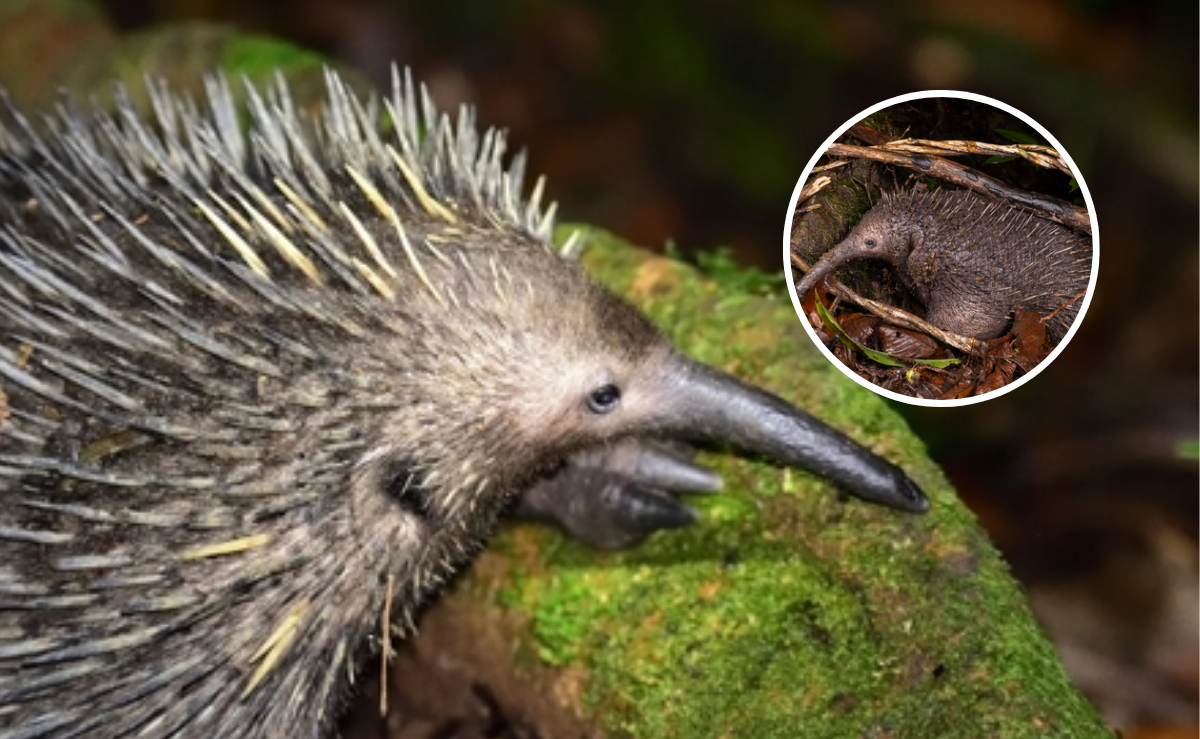 Los animales más extraños del planeta: ¿Cuáles son reales y dónde se ...